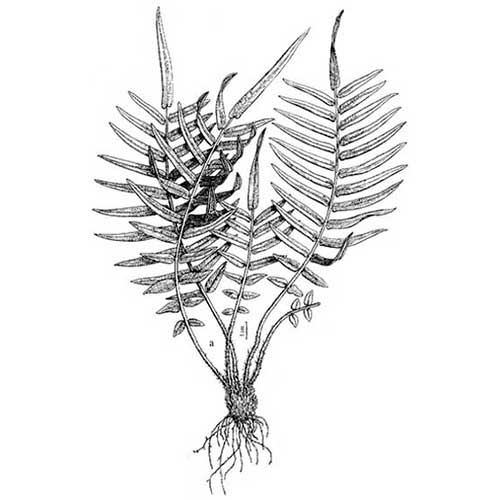 Pteris Vittata drawing 