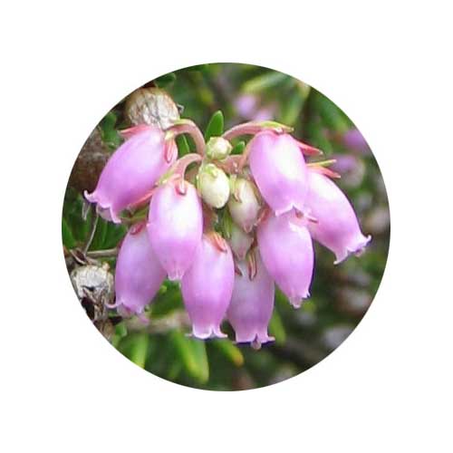 Erica Terminalis photo