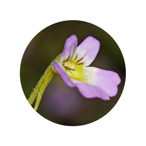 Pinguicula Hirtiflora photo