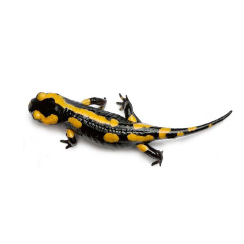 Salamandra pezzata image